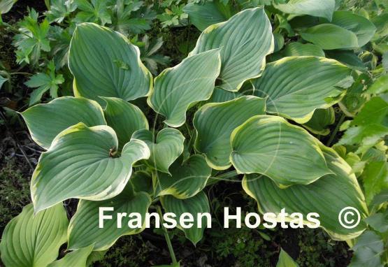 Hosta Super Sagae